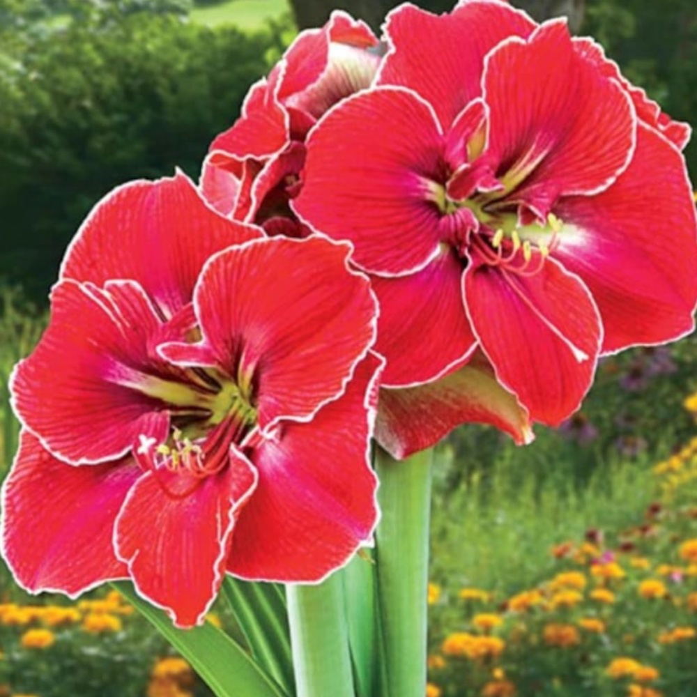 Magicians Touch Amaryllis SEEDS 6 seeds in total